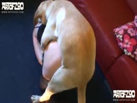 Crotchless tights provide perfect access for a ready throat